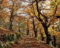Kasztanowce w Ardèche - zagłębiu kasztanów we Francji.