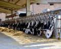 Oryginalny parmezan wytwarzany przez rodzinną firmę z tradycjami braci Scalabrini w regionie Emilia Romagna. Osobiście nadzorują cały łańcuch produkcji - od hodowli krów po piękne kręgi aromatycznego parmezanu.