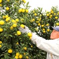 Sok z MISHOYUZU powstaje z owoców dziko rosnących drzew Citrus Junos. Rzadki, autentyczny sok z dzikiego yuzu - wyrafinowany akcent kuchni japońskiej.