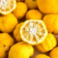 Yuzu to japoński cytrus szeroko stosowany w kuchni japońskiej. Sok z owoców dziko rosnących drzew należy do najbardziej prestiżowych soków z yuzu.