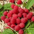 framboises 800 800.jpg